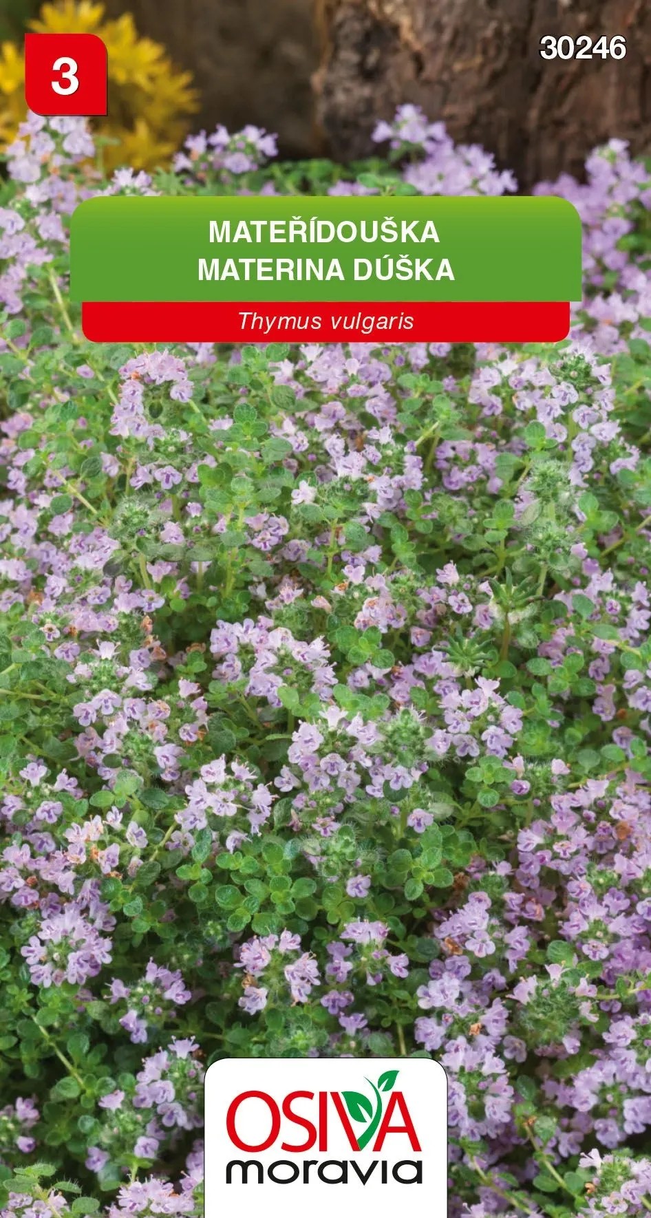 Osiva Moravia Semienka Materina dúška (Thymus vulgaris) Osiva Moravia Semienka Materina dúška (Thymus vulgaris)