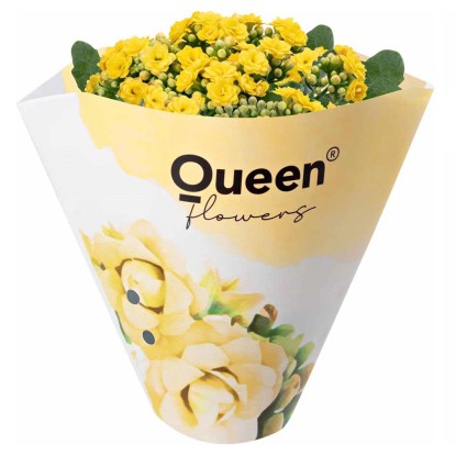 GROW by OBI Kolopejka vďačná (Kalanchoe) dvojkvetá žltá 20-25 cm pr. 105 cm GROW by OBI Kolopejka vďačná (Kalanchoe) dvojkvetá žltá 20-25 cm pr. 105 cm