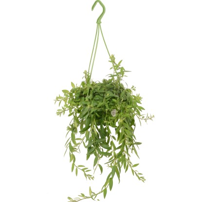 Luxus mix závesných rastlín priemer kvetináča cca 14 cm Luxus mix závesných rastlín priemer kvetináča cca 14 cm
