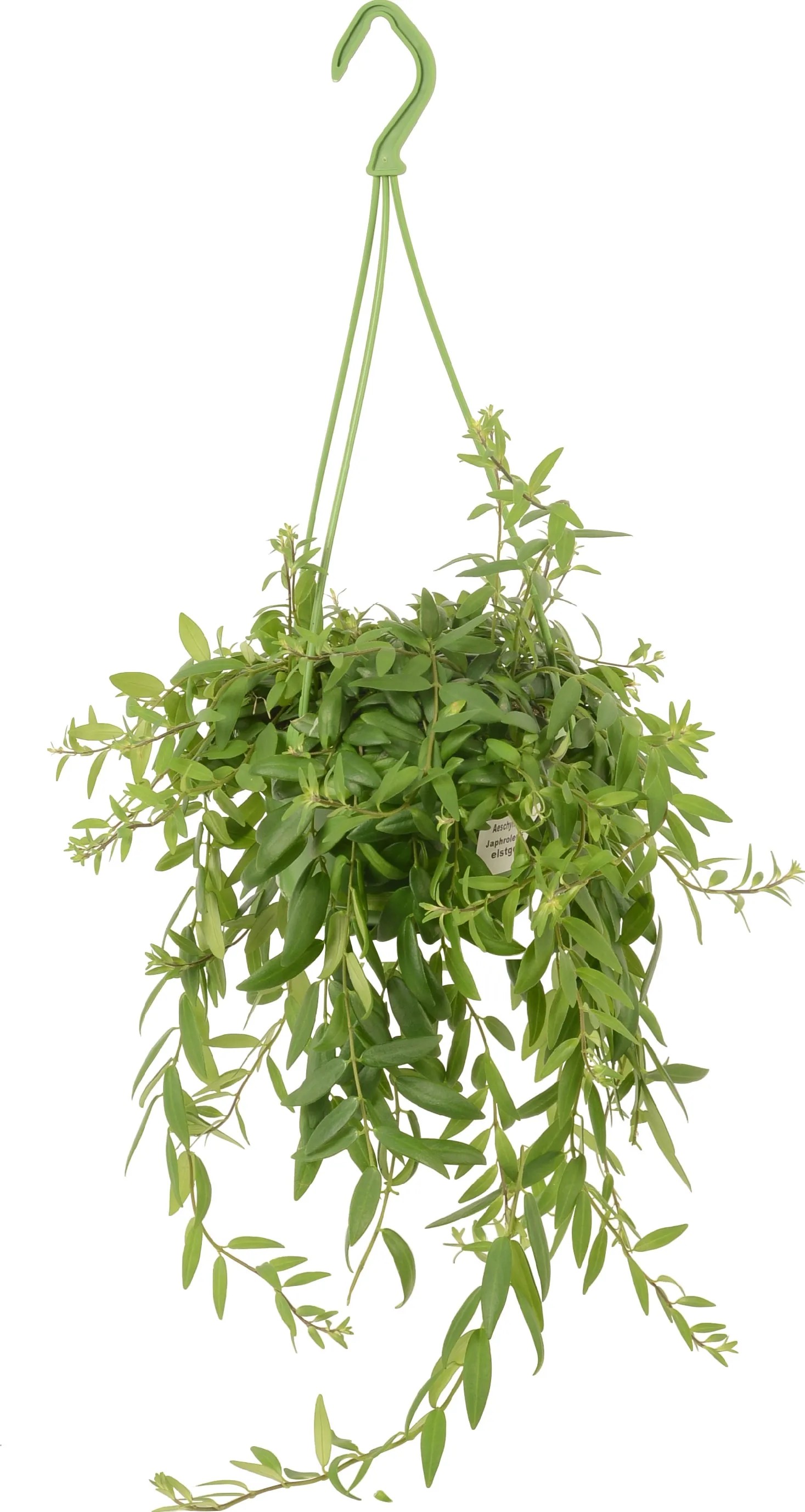 Luxus mix závesných rastlín priemer kvetináča cca 14 cm Luxus mix závesných rastlín priemer kvetináča cca 14 cm