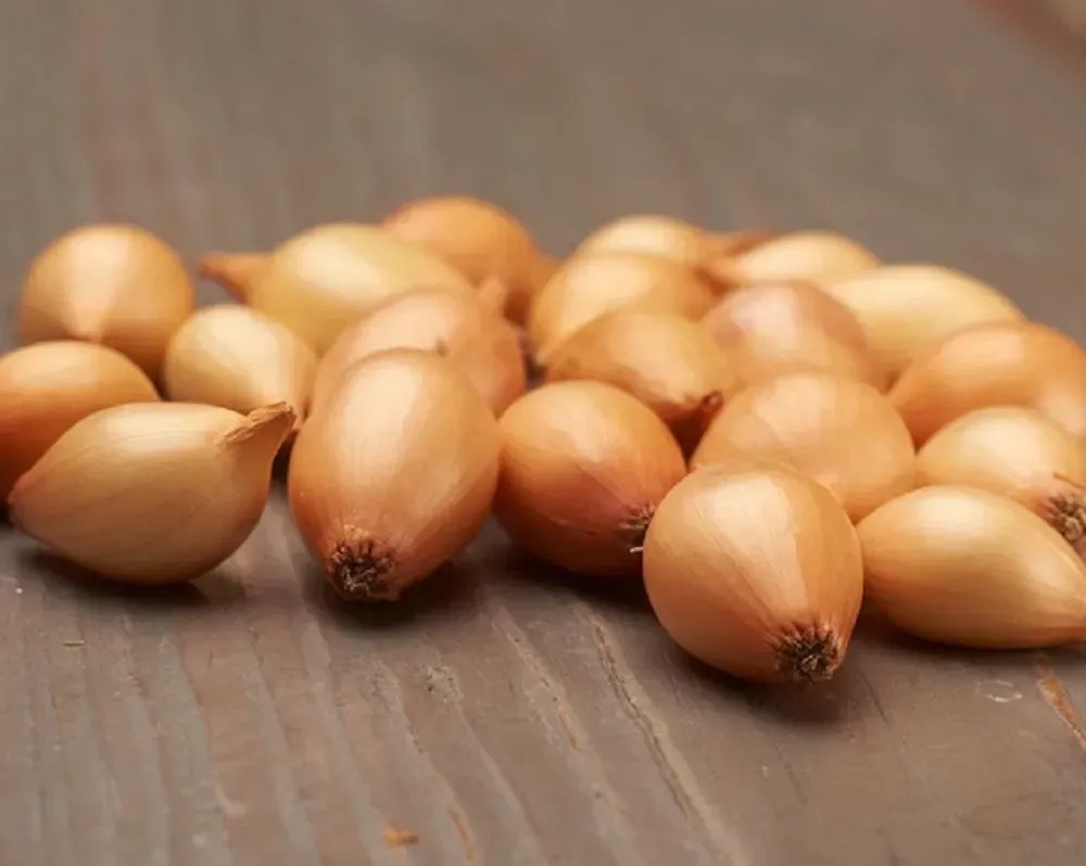 GardenSeed Premium BIO Cibuľa sadzačka Sturon 300 g GardenSeed Premium BIO Cibuľa sadzačka Sturon 300 g