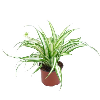 Zelenec chocholatý "Ocean" (Chlorophytum Comosum), výška 10 cm, pr. kv. 5,5 cm Zelenec chocholatý "Ocean" (Chlorophytum Comosum), výška 10 cm, pr. kv. 5,5 cm