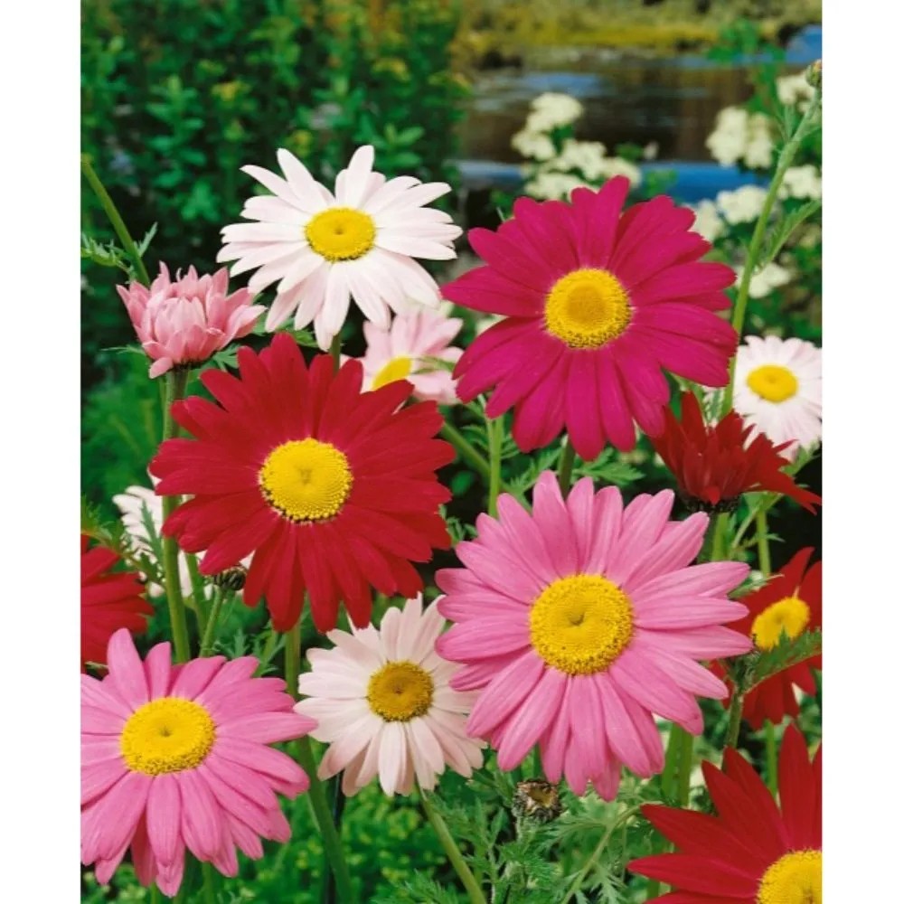 Klálik ružový zmes Klálik ružový zmes