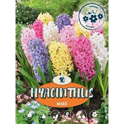 Hyacinty "Mix" viacfarebné Hyacinty "Mix" viacfarebné