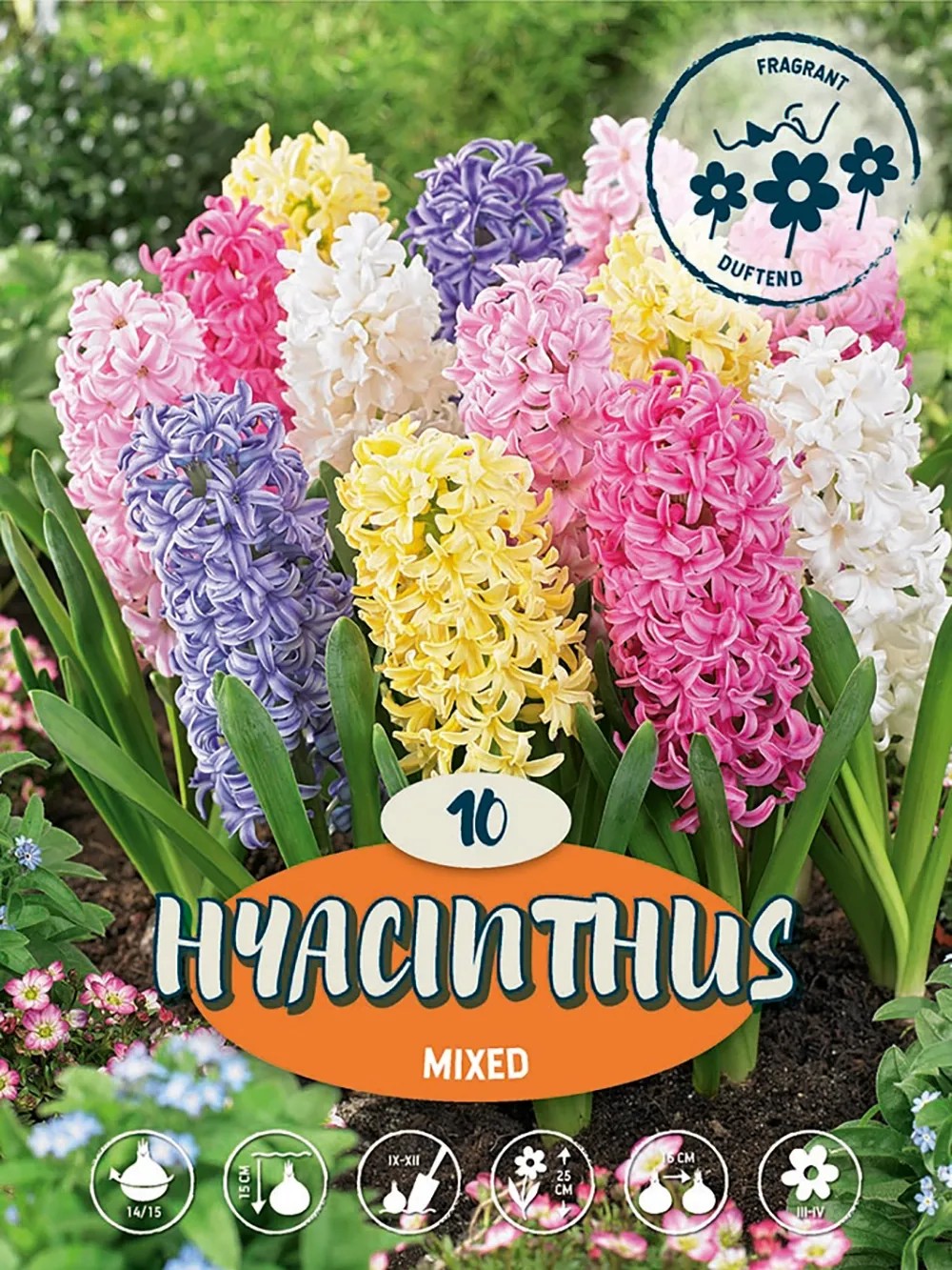 Hyacinty "Mix" viacfarebné Hyacinty "Mix" viacfarebné