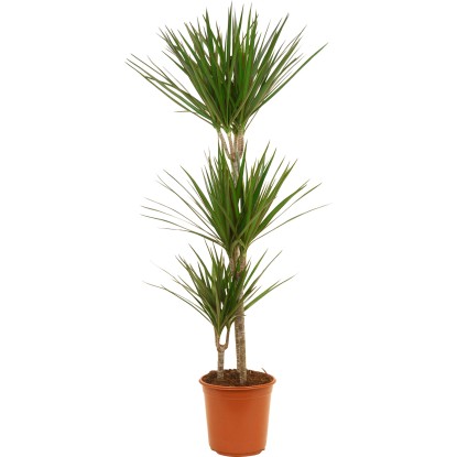 GROW by OBI Dracéna lemovaná 3 kmene priemer kvetináča cca 24 cm GROW by OBI Dracéna lemovaná 3 kmene priemer kvetináča cca 24 cm