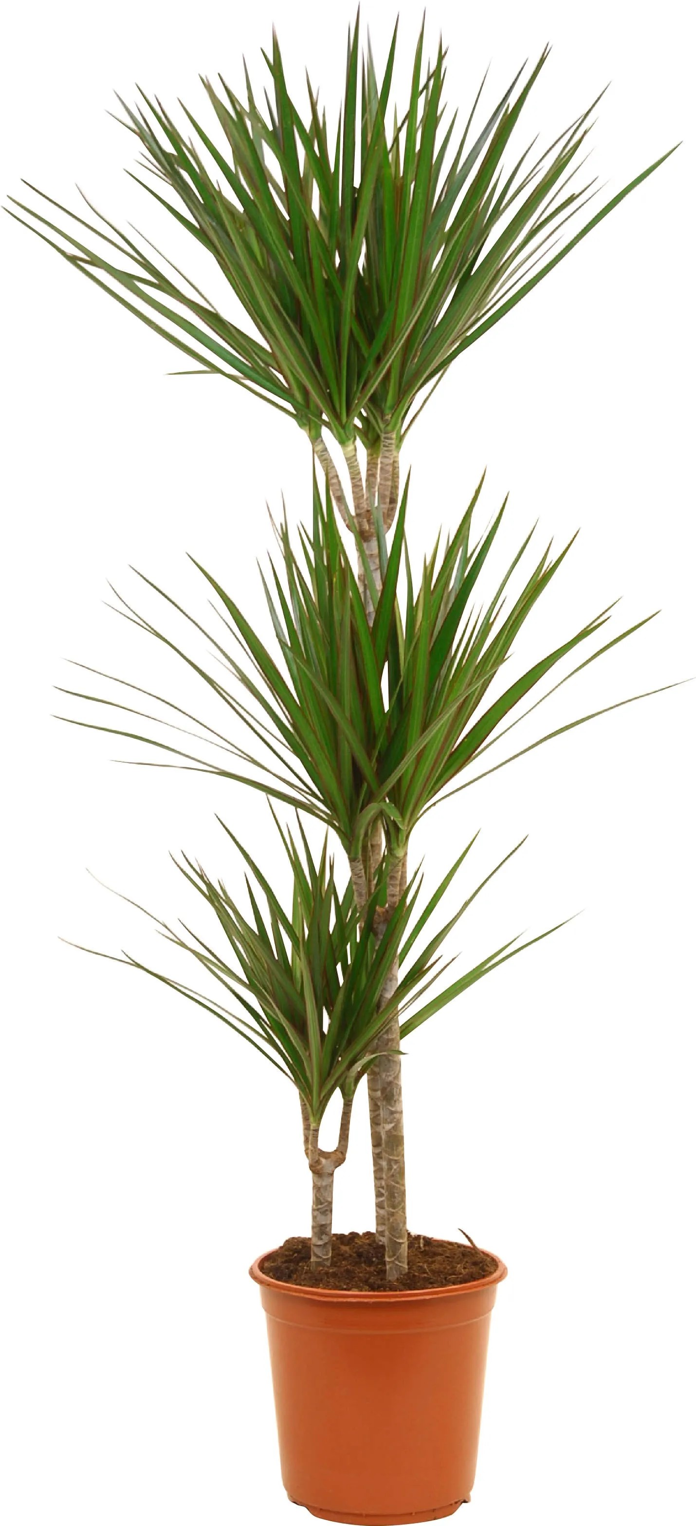 GROW by OBI Dracéna lemovaná 3 kmene priemer kvetináča cca 24 cm GROW by OBI Dracéna lemovaná 3 kmene priemer kvetináča cca 24 cm