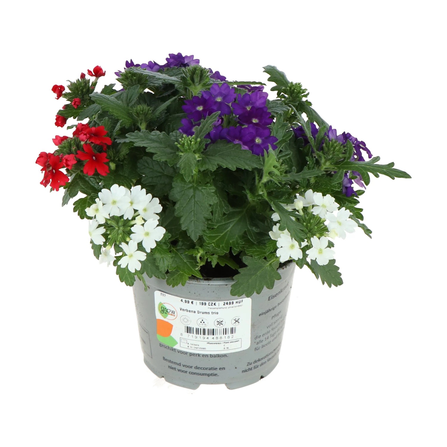 GROW by OBI Železník záhradný (Verbena Hybrid) "Drums" trio cca pr. 12 cm GROW by OBI Železník záhradný (Verbena Hybrid) "Drums" trio cca pr. 12 cm