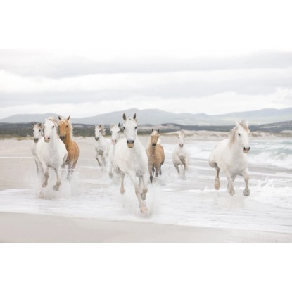 Komar Papierová fototapeta White Horses 368 x 254 cm Komar Papierová fototapeta White Horses 368 x 254 cm