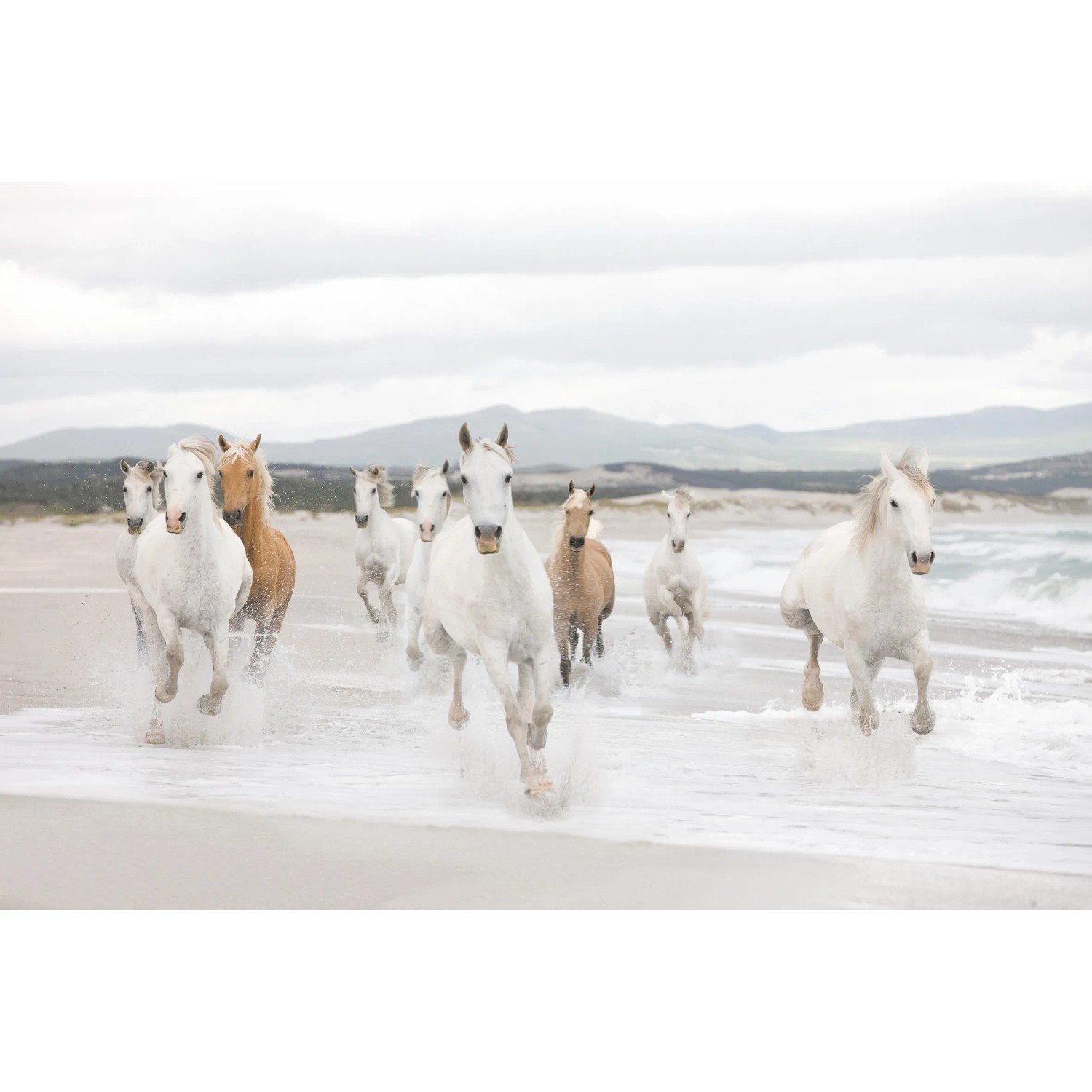 Komar Papierová fototapeta White Horses 368 x 254 cm Komar Papierová fototapeta White Horses 368 x 254 cm