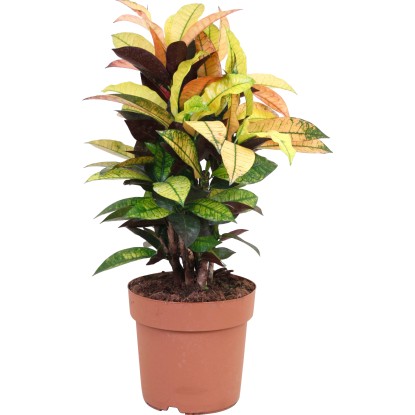 Krotónovec strakatý "Mrs. Iceton" výška cca 80 - 90 cm priemer cca 24 cm Krotónovec strakatý "Mrs. Iceton" výška cca 80 - 90 cm priemer cca 24 cm