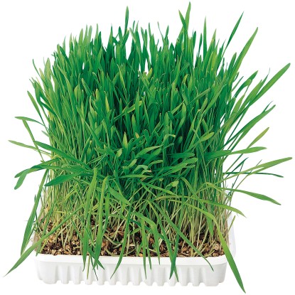 Jollypaw Mačacia tráva 100 g Jollypaw Mačacia tráva 100 g