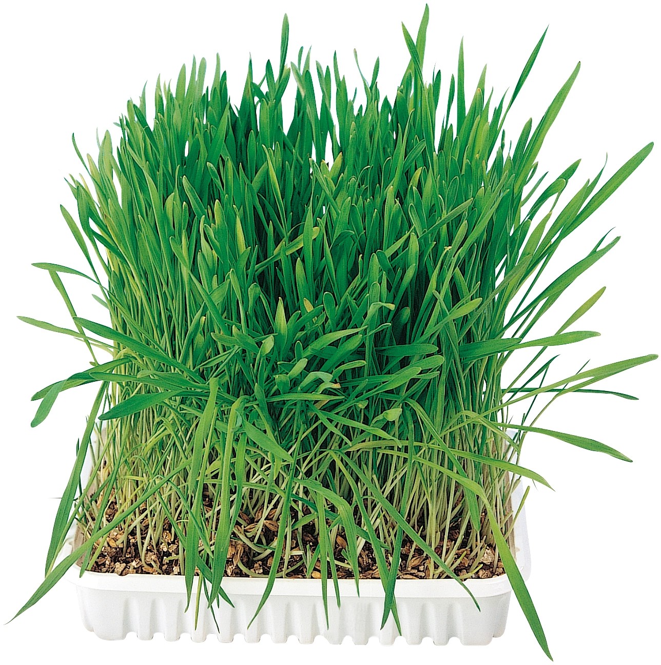 Jollypaw Mačacia tráva 100 g Jollypaw Mačacia tráva 100 g