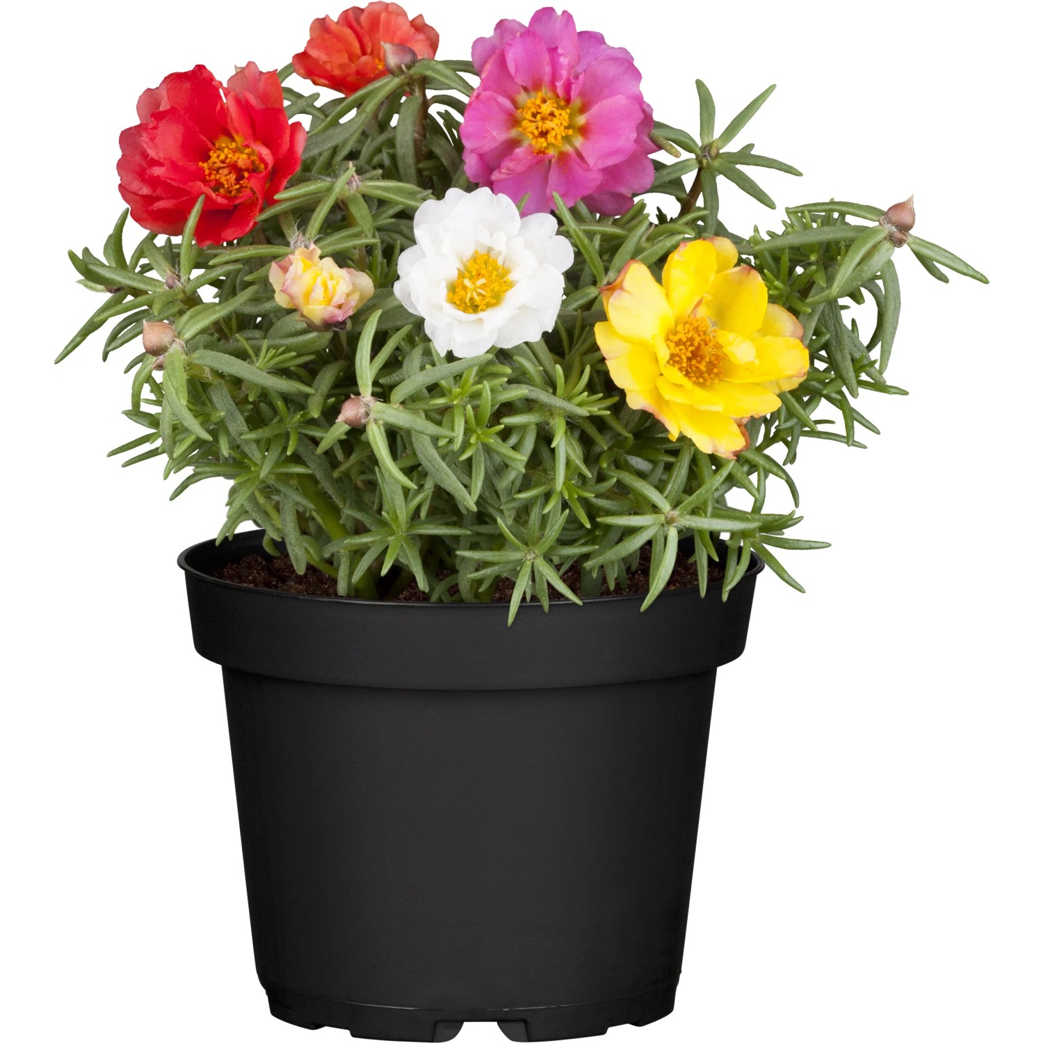 Portulaka veľkokvetá priemer kvetináča cca 11 cm Portulaka veľkokvetá priemer kvetináča cca 11 cm