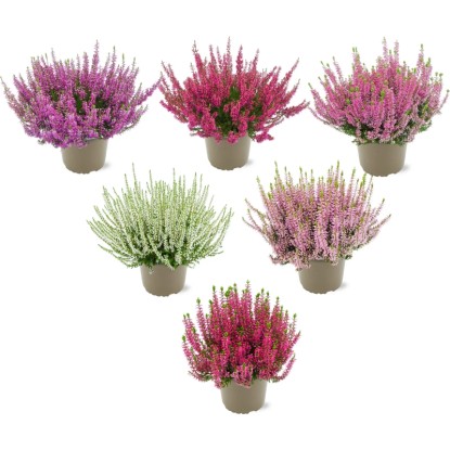 Vres obyčajný (Calluna vulgaris) v rôznych farbách v kvetináči, ideálny na jesennú výsadbu. Vres obyčajný (Calluna vulgaris) v rôznych farbách v kvetináči, ideálny na jesennú výsadbu.