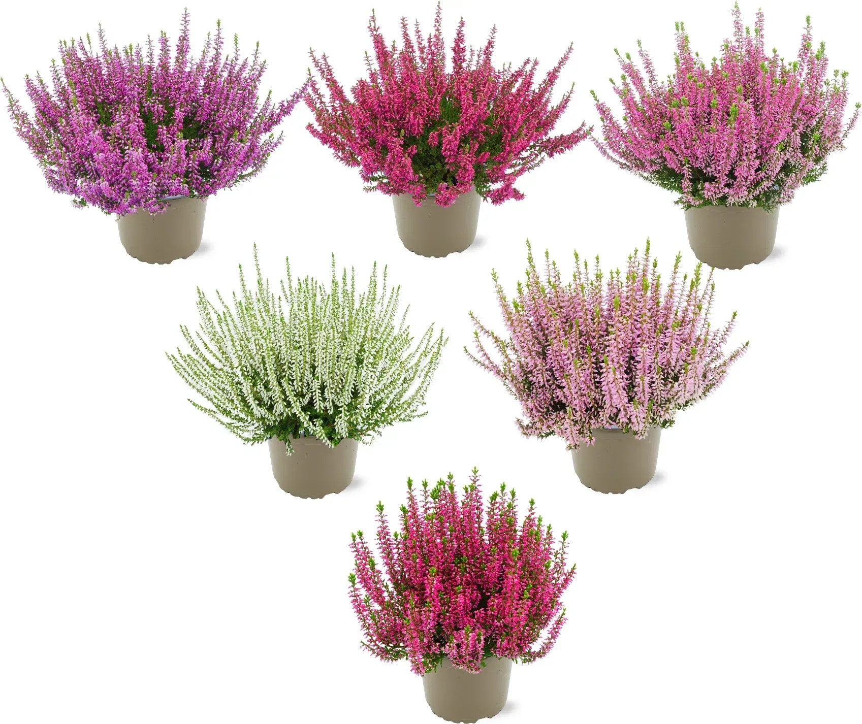 Vres obyčajný (Calluna vulgaris) v rôznych farbách v kvetináči, ideálny na jesennú výsadbu. Vres obyčajný (Calluna vulgaris) v rôznych farbách v kvetináči, ideálny na jesennú výsadbu.