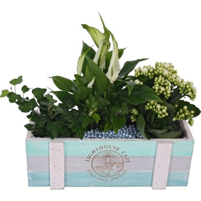 Aranžmán zo zelených a kvitnúcich rastlín v drevenej debne priemer cca 30 cm Aranžmán zo zelených a kvitnúcich rastlín v drevenej debne priemer cca 30 cm