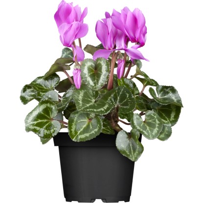 Cyklámen perzský priemer kvetináča cca 10,5 cm Cyclamen Cyklámen perzský priemer kvetináča cca 10,5 cm Cyclamen