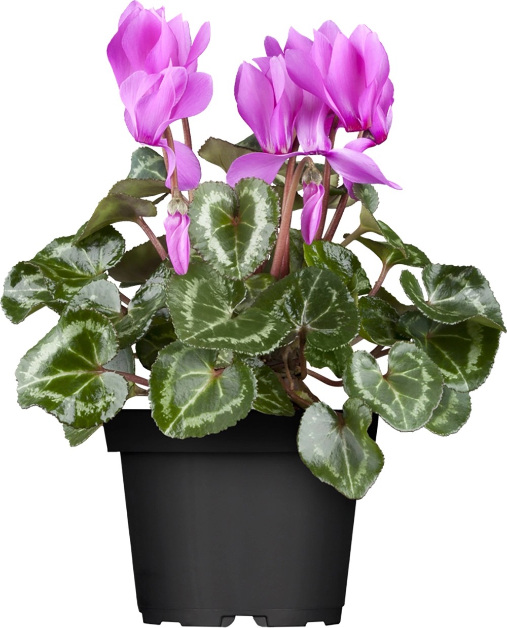 Cyklámen perzský priemer kvetináča cca 10,5 cm Cyclamen Cyklámen perzský priemer kvetináča cca 10,5 cm Cyclamen