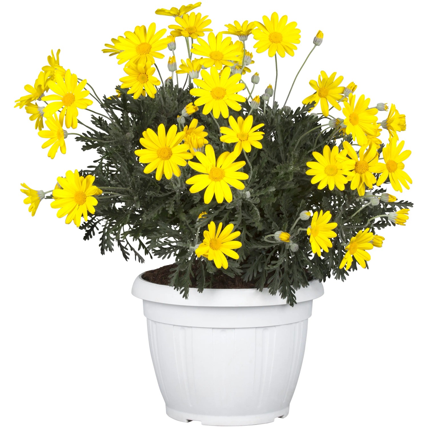 GROW by OBI Euryops margarétový (Euryops chrysanthemoides) žltý cca 25 cm GROW by OBI Euryops margarétový (Euryops chrysanthemoides) žltý cca 25 cm