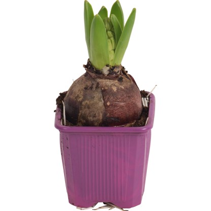 Hyacint (Hyacinthus) "Purple Sensation" Ø kvetináča cca 7 cm fialový Hyacint (Hyacinthus) "Purple Sensation" Ø kvetináča cca 7 cm fialový