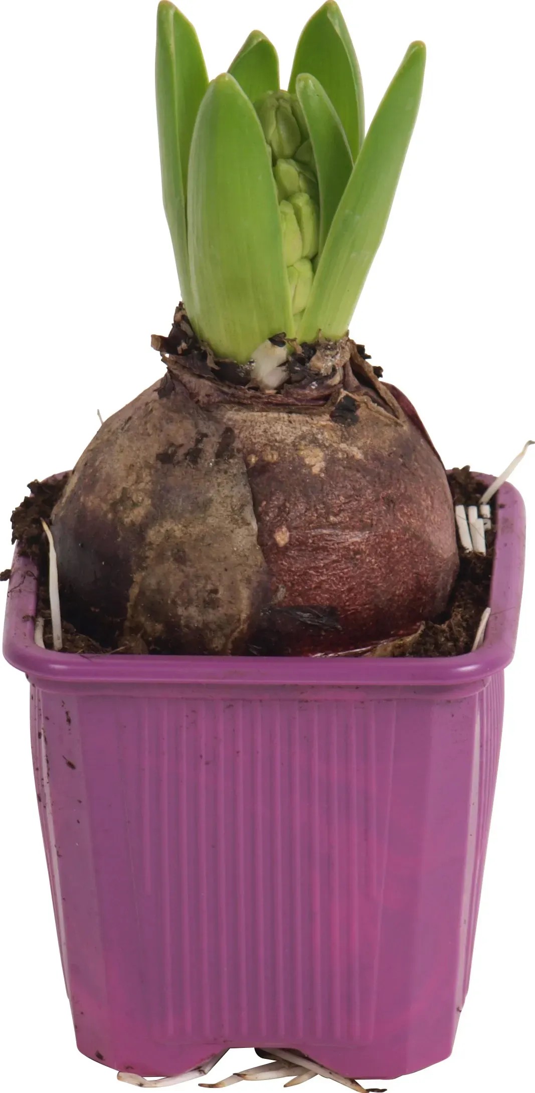 Hyacint (Hyacinthus) "Purple Sensation" Ø kvetináča cca 7 cm fialový Hyacint (Hyacinthus) "Purple Sensation" Ø kvetináča cca 7 cm fialový