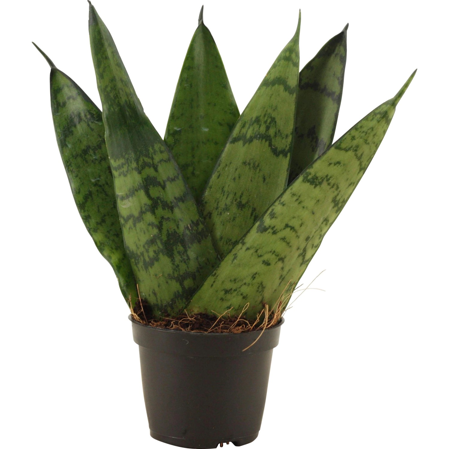 Sansevieria "Fan" výška cca 10 - 15 cm priemer kvetináča cca 6 cm Sansevieria ze Sansevieria "Fan" výška cca 10 - 15 cm priemer kvetináča cca 6 cm Sansevieria ze