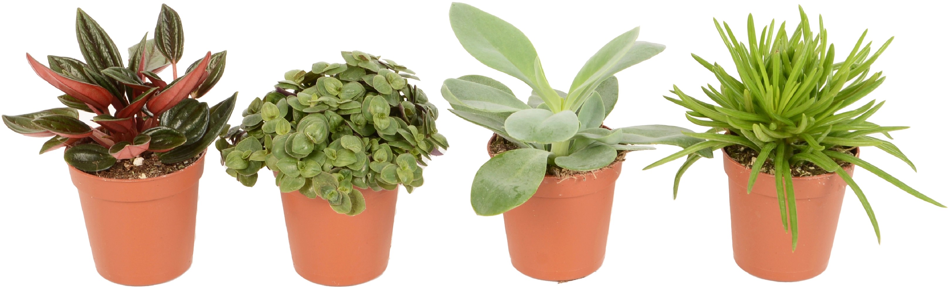Pieprovec rôzne druhy priemer kvetináča cca 5,5 cm Peperomia Pieprovec rôzne druhy priemer kvetináča cca 5,5 cm Peperomia