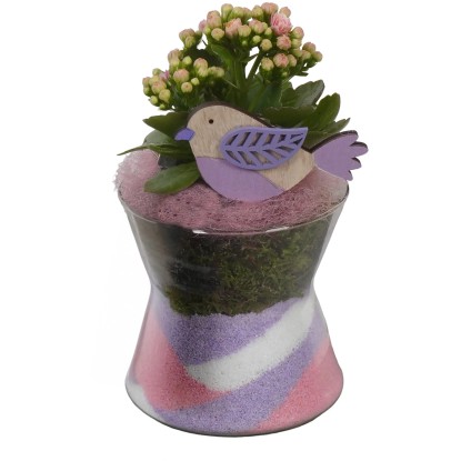 Aranžmán s kolopejkou vďačnou v keram. kvetináči, rôzne farby, pr. kv. 12 cm Aranžmán s kolopejkou vďačnou v keram. kvetináči, rôzne farby, pr. kv. 12 cm