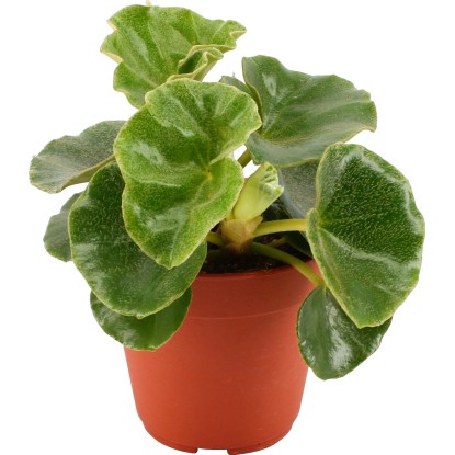 Begónia venosa priemer kvetináča cca 12 cm Begonia venosa Begónia venosa priemer kvetináča cca 12 cm Begonia venosa