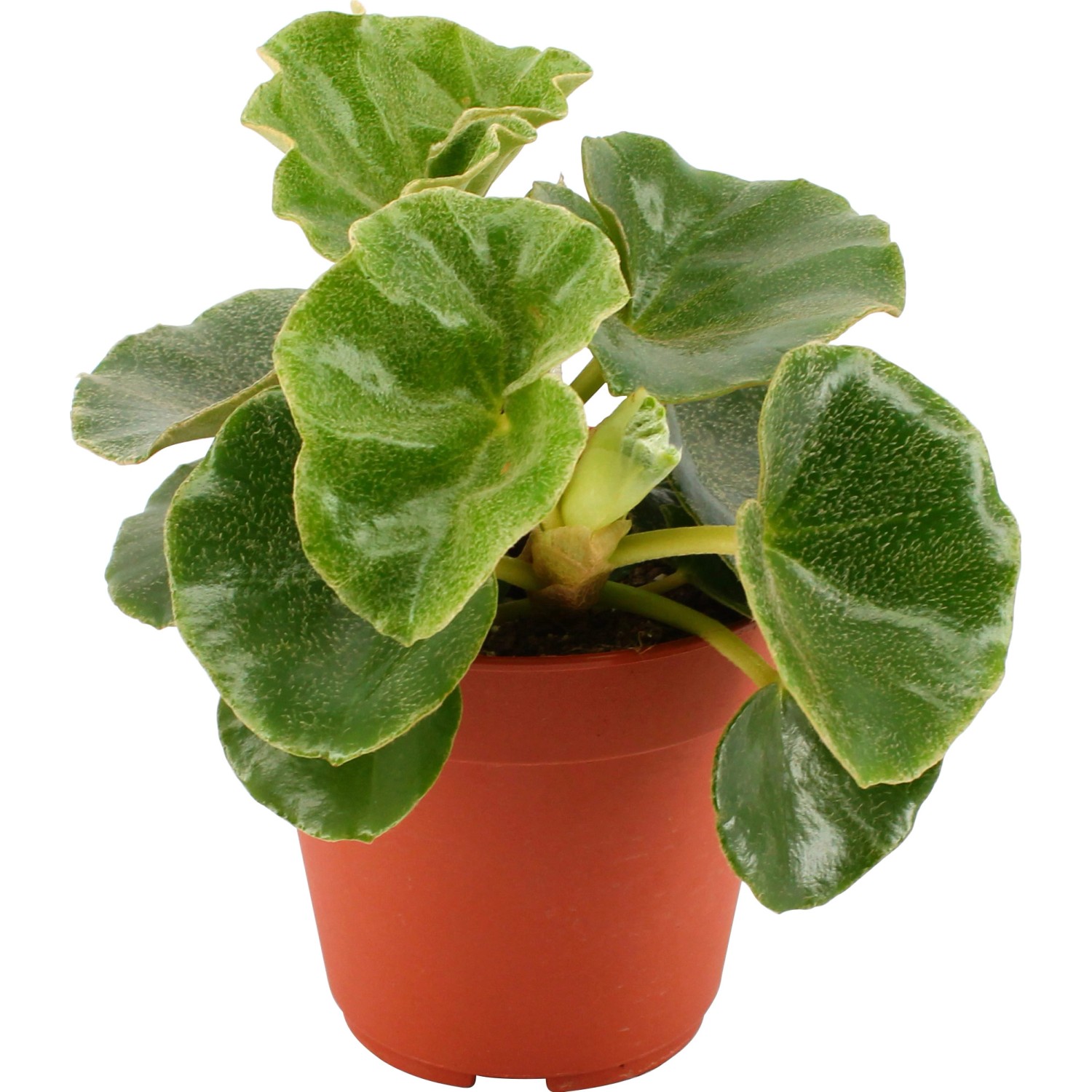 Begónia venosa priemer kvetináča cca 12 cm Begonia venosa Begónia venosa priemer kvetináča cca 12 cm Begonia venosa