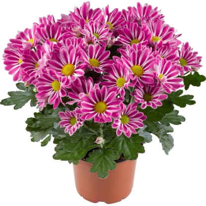 OBI Chryzantéma "Artist Armin" priemer kvetináča cca 12 cm Chrysanthemum OBI Chryzantéma "Artist Armin" priemer kvetináča cca 12 cm Chrysanthemum