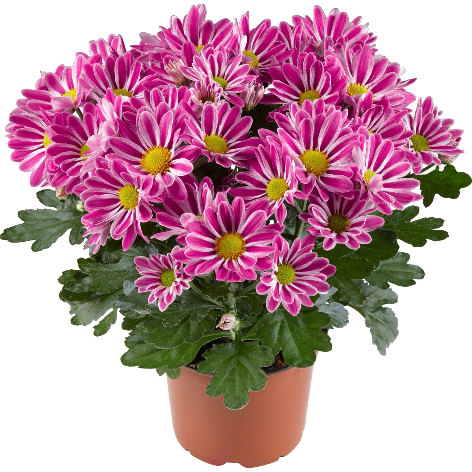 OBI Chryzantéma "Artist Armin" priemer kvetináča cca 12 cm Chrysanthemum OBI Chryzantéma "Artist Armin" priemer kvetináča cca 12 cm Chrysanthemum