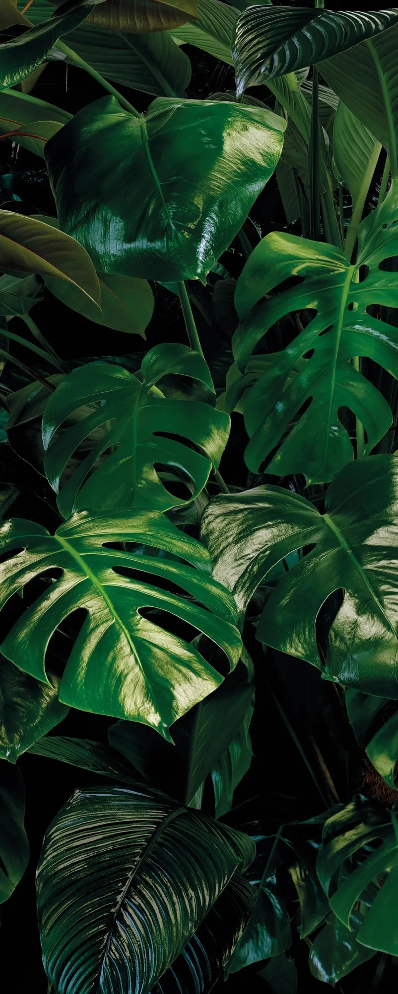 Komar Vliesová fototapeta Tropical Wall 100 x 250 cm Komar Vliesová fototapeta Tropical Wall 100 x 250 cm