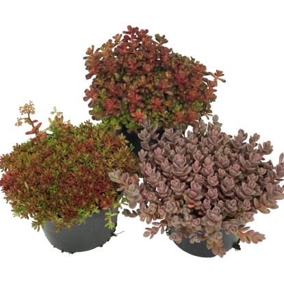OBI Rozchodník červený priemer kvetináča cca 12 cm Sedum OBI Rozchodník červený priemer kvetináča cca 12 cm Sedum