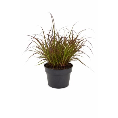Q-Flower Dochan siaty (Pennisetum advena) "Summer Samba" pr. 10 cm Q-Flower Dochan siaty (Pennisetum advena) "Summer Samba" pr. 10 cm