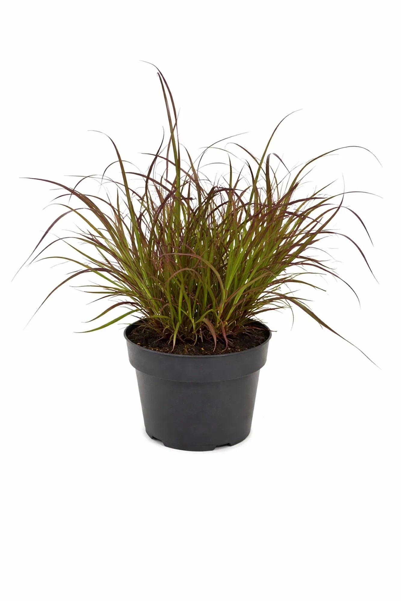 Q-Flower Dochan siaty (Pennisetum advena) "Summer Samba" pr. 10 cm Q-Flower Dochan siaty (Pennisetum advena) "Summer Samba" pr. 10 cm