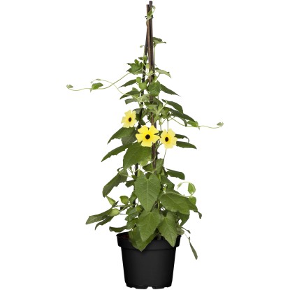 Tunbergia krídlatá (Thunbergia alata) mix pyramída, 40-60 cm, pr. kv. 13 cm Tunbergia krídlatá (Thunbergia alata) mix pyramída, 40-60 cm, pr. kv. 13 cm