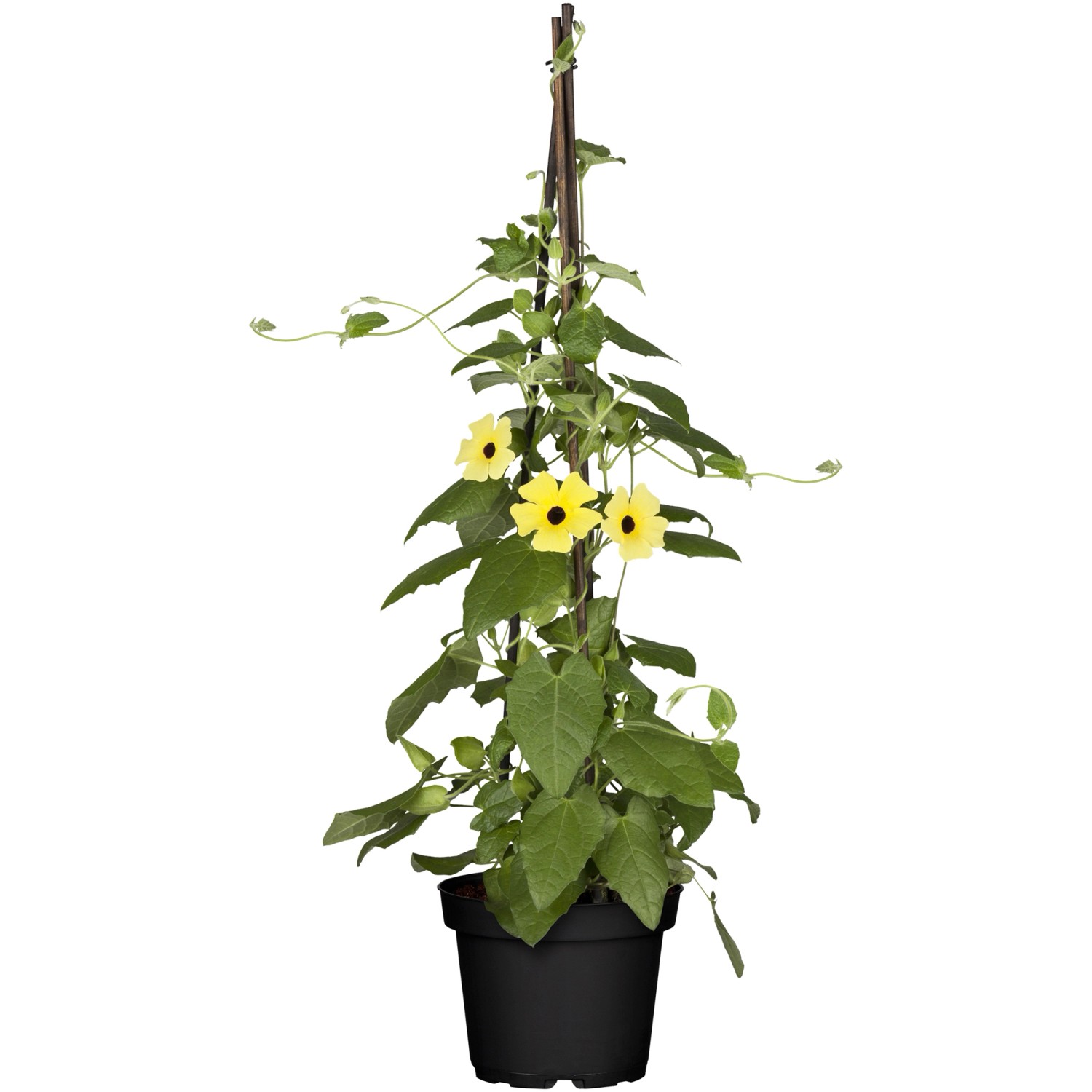 Tunbergia krídlatá (Thunbergia alata) mix pyramída, 40-60 cm, pr. kv. 13 cm Tunbergia krídlatá (Thunbergia alata) mix pyramída, 40-60 cm, pr. kv. 13 cm