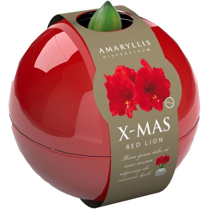 Zornica červená alebo biela v guľovej nádobe priemer kvetináča cca 16 cm Zornica červená alebo biela v guľovej nádobe priemer kvetináča cca 16 cm