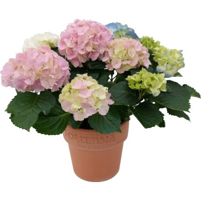 Hortenzia kalinolistá Trio výška cca 40 - 50 cm objem cca 4 l Hydrangea Hortenzia kalinolistá Trio výška cca 40 - 50 cm objem cca 4 l Hydrangea