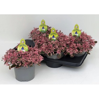 GROW by OBI Rozchodník (Sedum) "Sunsparkler", rôzne druhy, pr. 17 cm GROW by OBI Rozchodník (Sedum) "Sunsparkler", rôzne druhy, pr. 17 cm