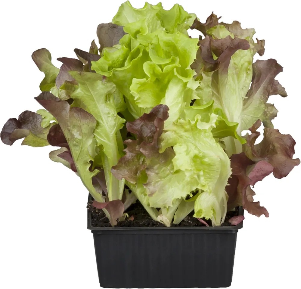 OBI Šalát Lollo Rosso červený miska so 6 ks Lactuca sativa var. Crispa OBI Šalát Lollo Rosso červený miska so 6 ks Lactuca sativa var. Crispa