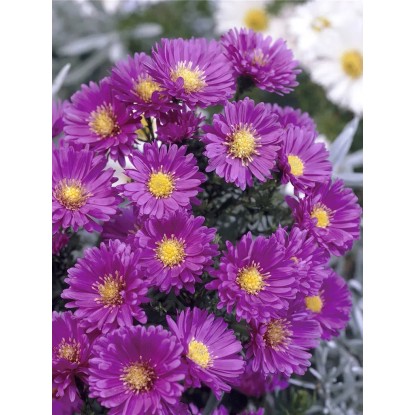 Landgard Hviezdnica novobelgická (Aster novi-belgii) rôzne farby pr. cca 12 cm Landgard Hviezdnica novobelgická (Aster novi-belgii) rôzne farby pr. cca 12 cm