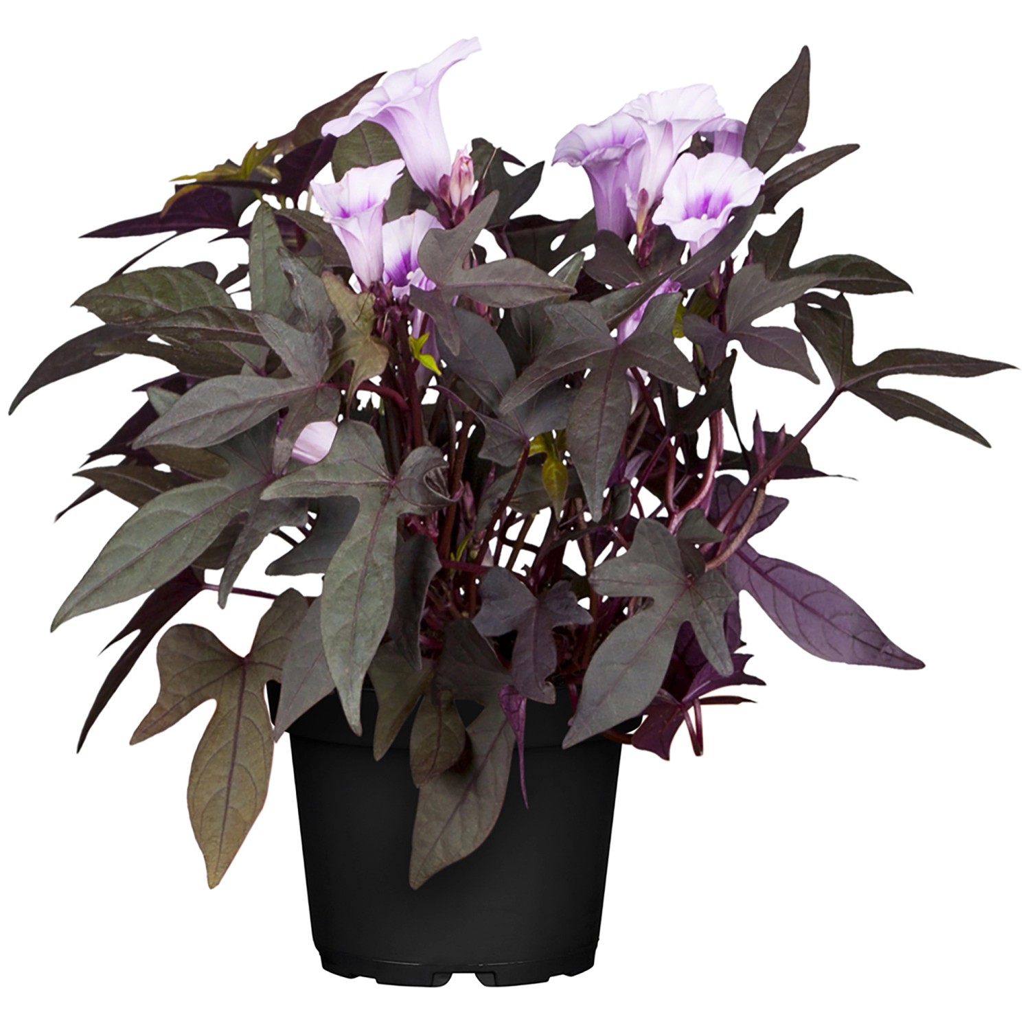 Landgard Povojnica purpurová (Ipomoea purpurea) výška 40-60 cm, pr. 13 cm Landgard Povojnica purpurová (Ipomoea purpurea) výška 40-60 cm, pr. 13 cm