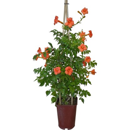 OBI Trúbkovce Campsis mix výška cca 80 cm, kvetináč cca 6 l OBI Trúbkovce Campsis mix výška cca 80 cm, kvetináč cca 6 l