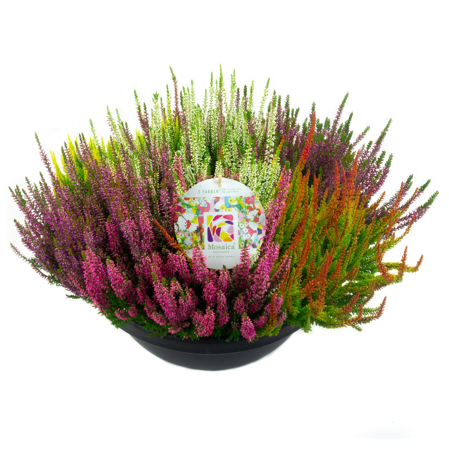 Grow By Obi Vres Oby Ajn Calluna Vulgaris Mosaica Cca Pr Cm