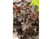 OBI Heuchera OBI Heuchera