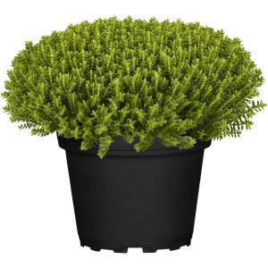 Krík Hebe 'Green Globe' v kvetináči, zelená kvitnúca rastlina pre záhony a balkóny.