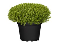 Hebe Armstrongova (Hebe arm.) 